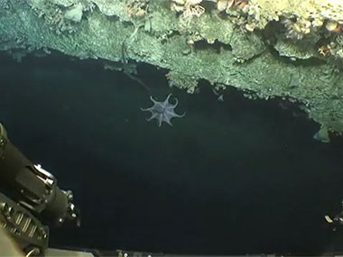 An octopus flies by during Dive 02 at a minor canyon near Shallop Canyon.