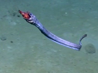 Highlights from Dive 13, which was conducted at “New England Seep 1,” further investigating gas seep areas previously detected in sonar data and ground-truthed during a remotely operated vehicle shakedown cruise this past June.