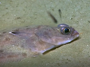 Highlights from the second dive of the expedition to explore between Veatch and Nantucket Canyons.