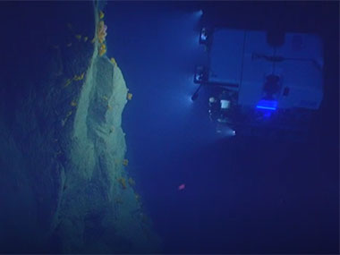 Highlights from exploration of Hydrographer Canyon along a section of the western wall at depths from approximately 1,300 to 1,420 meters.