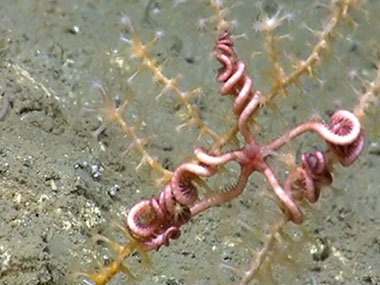 Highlights from Dive 08 to explore the east wall of Atlantis Canyon, between 1,800 meters and 1,600 meters depth, in order to characterize canyon geomorphology and benthic habitats, including possible coral and sponge communities.