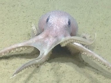 An octopus during a dive to ground truth bubbles plumes in the water column detected by our multibeam sonar in 2012 as well as characterize diverse habitats that may exist within and outside potential seep areas.
