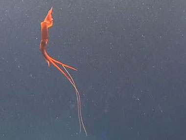 This squid was filmed by the <em>Deep Discoverer</em> remotely operated vehicle during Dive 07 in Atlantis Canyon.