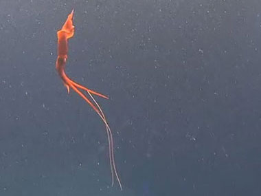 This squid was filmed by the <em>Deep Discoverer</em> remotely operated vehicle during Dive 07 in Atlantis Canyon.
