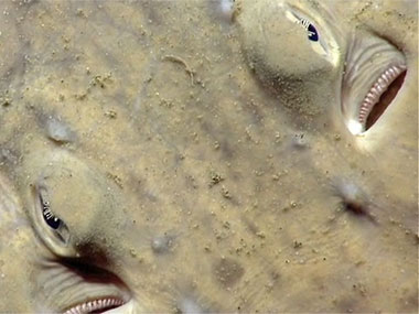 During Dive 07 to explore the western wall of Atlantis Canyon, scientists got up close with a skate resting on the canyon wall.