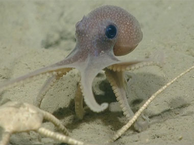 A baby octopus (<em>Graneledone verrucosa</em>) moves across the seafloor as ROV <em>Deep Discoverer</em> explores Veatch Canyon on July 20, 2013.