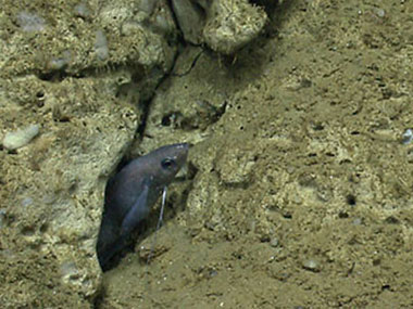 An example of how, in Heezen Canyon, biology (in this case a hake) uses fractures in the rocks as suitable habitat.