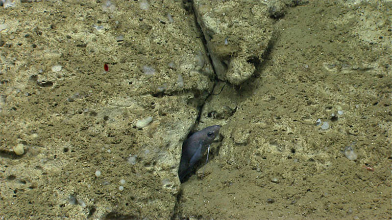 An example of how, in Heezen Canyon, biology (in this case a hake) uses fractures in the rocks as suitable habitat.