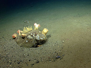 A boulder encrusted with biology – anemones and corals.