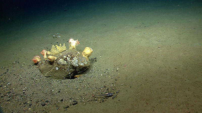 A boulder encrusted with biology – anemones and corals. Note the variety of rock sizes in the depression or moat around the boulder; these rocks may be dropstones, which reached the seafloor thousands of years ago as icebergs (products of the last continental ice sheet) floating at the surface melted and released them. The depression around the boulder is caused by currents sweeping along the seafloor and provides habitat for a variety of organisms such as fish, crabs, and shrimp.
