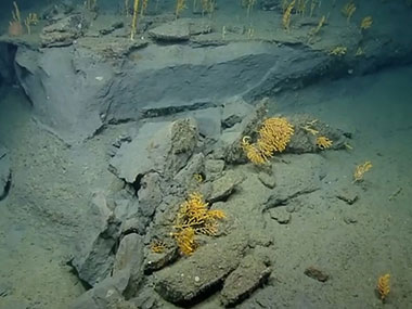 Recent rockfall and spalling failure exposing a clean wall section within Oceanographer Canyon.