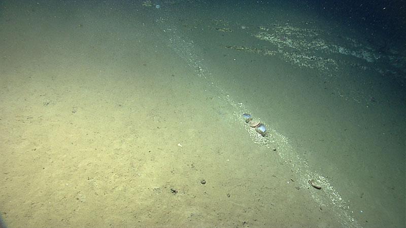 Recent sediment transport down the wall of Lydonia Canyon. The bivalve in the center of the image were carried downslope as part of the sediment flow.