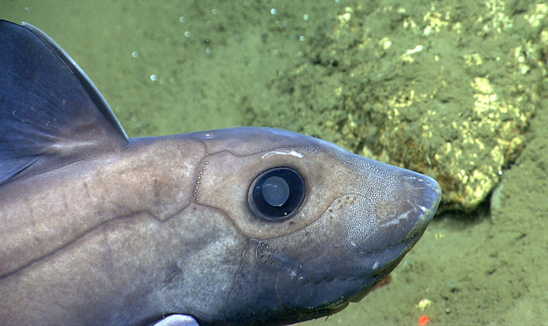 A chimera swims lazily a couple meters above the seafloor in Lydonia Canyon.