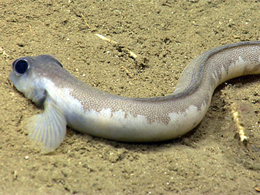 As seen in Heezen Canyon, an eelpout rests on the seafloor.