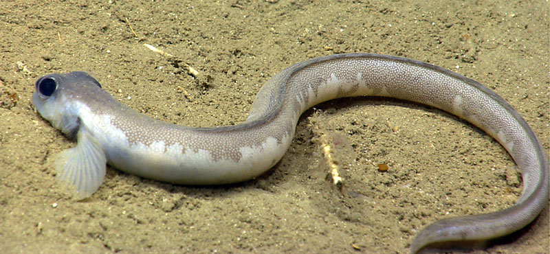 As seen in Heezen Canyon, an eelpout rests on the seafloor.
