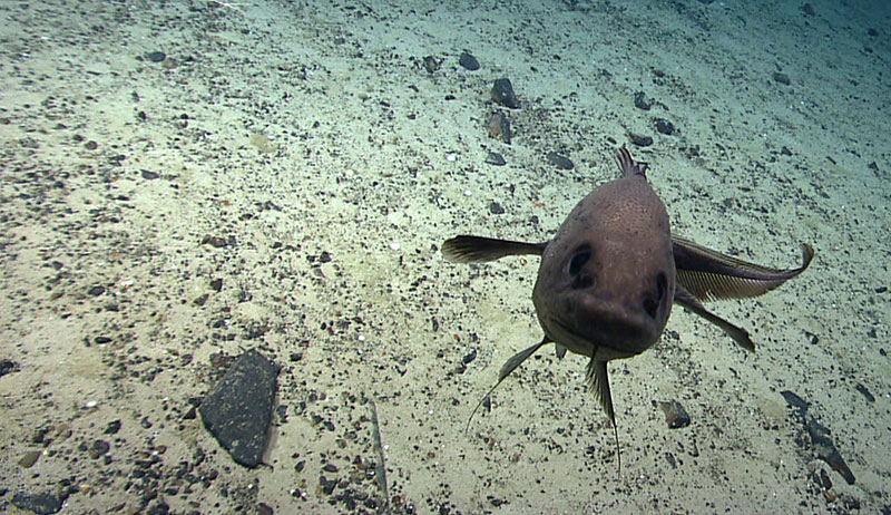 A fish gets up close and personal with the Deep Discoverer remotely operated vehicle.