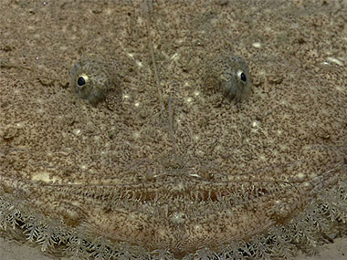 A goosefish lays and waits for its dinner to swim through its strike zone.