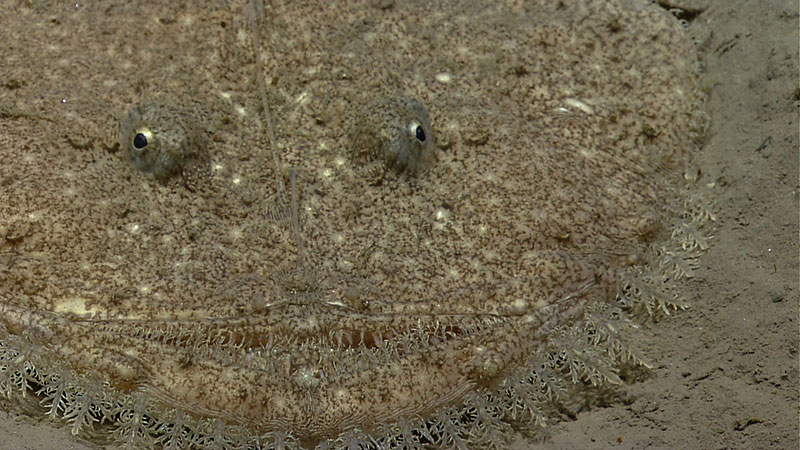 A goosefish lays and waits for its dinner to swim through its strike zone.