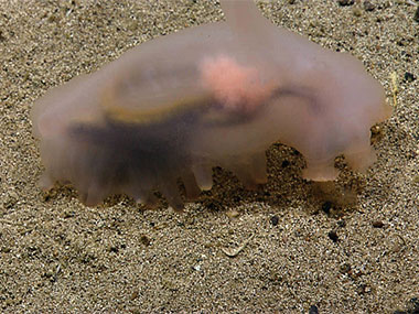 A translucent holothurian, or sea cucumber, shifts through the sediment for his dinner.