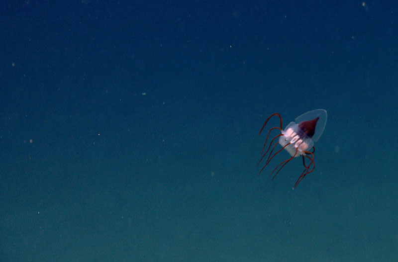 An unusual deep-sea jellysfish swims across the remotely operated vehicle's field of view.