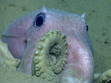 An octopus strikes a pose for the remotely operated vehicle near Shallop Canyon.