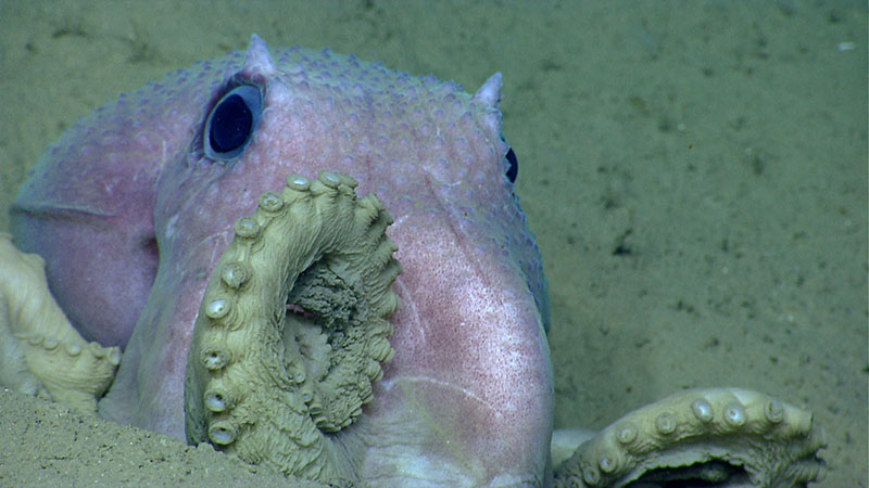 An octopus strikes a pose for the remotely operated vehicle near Shallop Canyon.