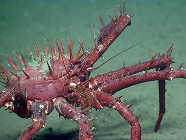 A porcupine crab makes its way over the muddy bottom.