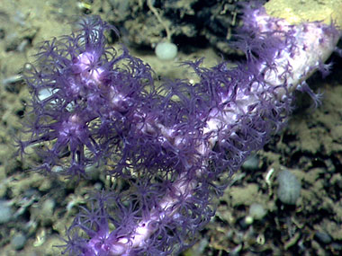 A striking purple coral, Clavularia sp., seen in Nygren Canyon.