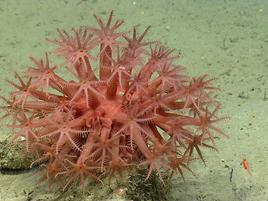 Anthomastus coral in Oceanographer Canyon.