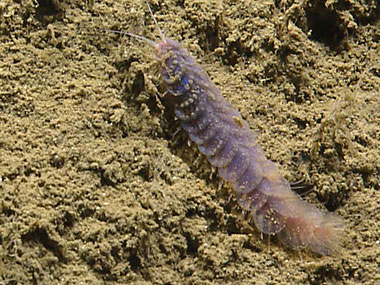 A scale worm makes her way across the sedimented seafloor of Lydonia Canyon. 