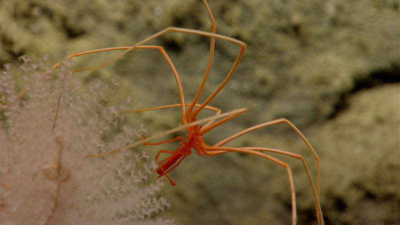 A seaspider, or pycnogonid, seen while exploring Oceanographer Canyon.