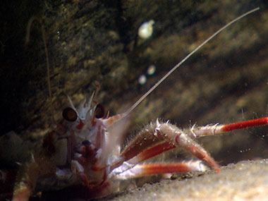 A squat lobster peeks out from under a rock in an intercanyon between Powell and Lydonia Canyons.