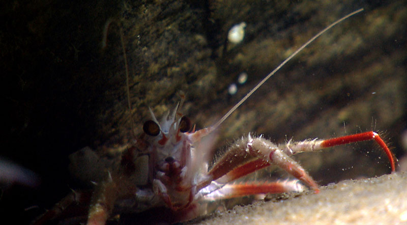 A squat lobster peeks out from under a rock in an intercanyon between Powell and Lydonia Canyons.