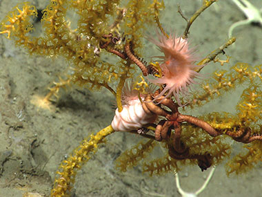 Corals form habitat for other organisms. This Paramuricea coral has anemones and brittle stars living on it.