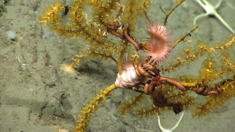 Corals form habitat for other organisms. This Paramuricea coral has anemones and brittle stars living on it.