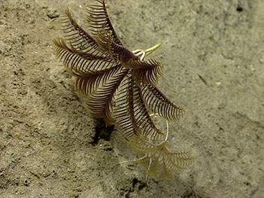 Rare stalked crinoids were observed during a deep dive in Block Canyon. Stalked crinoids were first described as fossils and were thought to be long extinct until the early 19th century. 