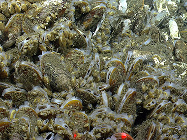 Chemosynthetic mussels of varying sizes were present at New England Seep Site 1.