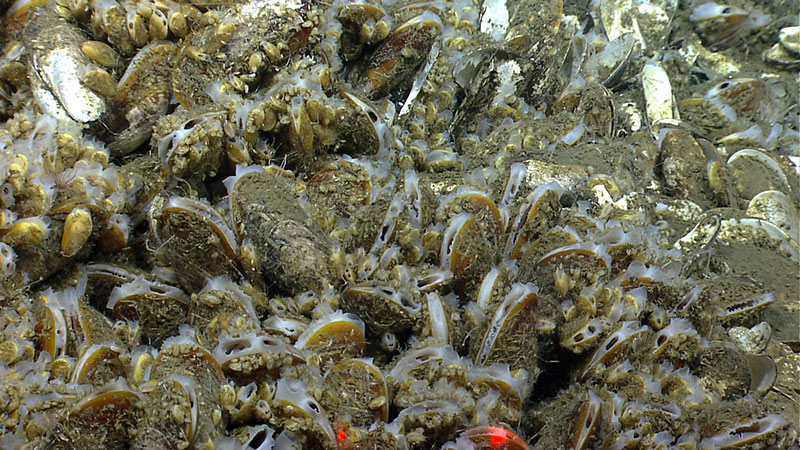 The red lasers (red dots in photo) are 10 centimeters apart, which helps scientists measure the mussels of varying sizes in this chemosynthentic community.