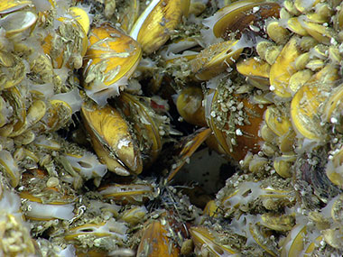 Chemosynthetic mussels of varying sizes were present at New England Seep Site 1.