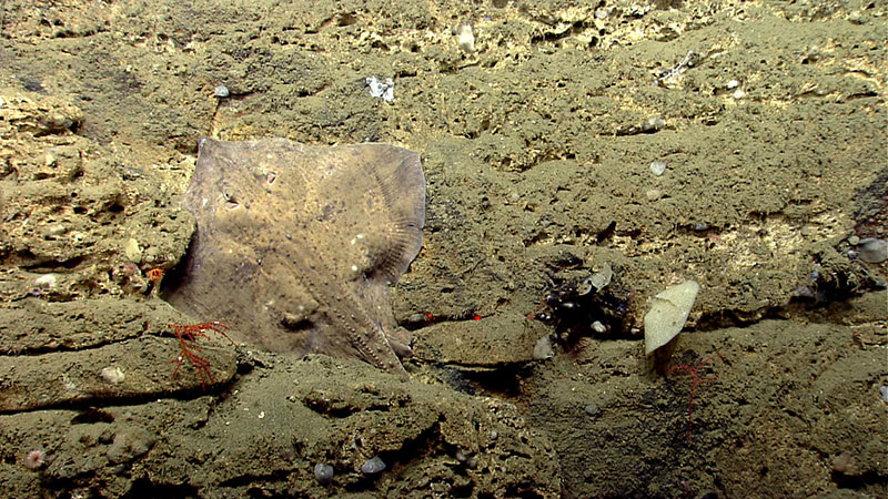 A skate rests vertically along the wall of Atlantis Canyon.