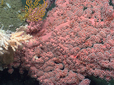 A colony with bright color and full branches with many extended polyps would be considered healthy or in good condition.