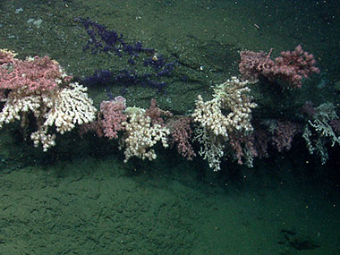 Abundance and diversity of corals are just some of ecosystem characteristics that can be gleaned from the live Okeanos Explorer feeds.