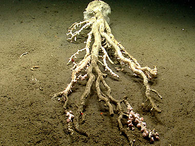 A large toppled <em>Paragorgia</em> or bubblegum coral colony was observed in Hydrographer Canyon.