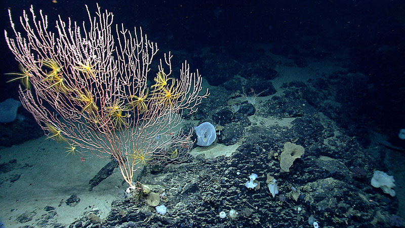 Corals were diverse on Mytilus Seamount, but composition and abundance of corals differed between the north and south side of the seamount. We observed this colony of Jasonisis, a bamboo coral, with numerous crinoid associates.