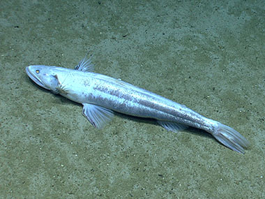 The deep-sea lizard fish (Bathysaurus) was observed on the south side of Mytilus Seamount.