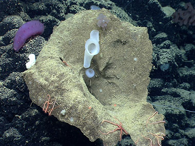 Sponges are abundant and diverse at Mytilus Seamount.