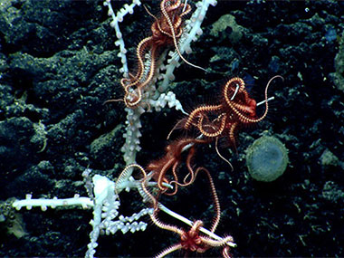 Keratoisis-like bamboo coral with several brittle stars (Ophiuroids) on the branches.