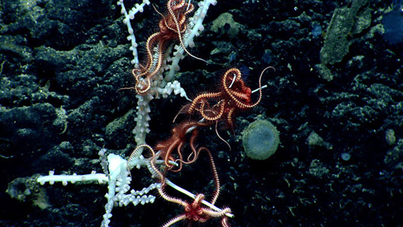 Keratoisis-like bamboo coral with several brittle stars (Ophiuroids) on the branches. The branch on lower right has no tissue on it but tissue and short squat polyps can be seen on the other branches. At least one dark node can been seen through tissue on the branch on lower left.
