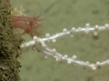 Close-up of a young bamboo coral colony.