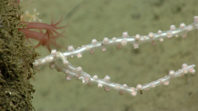 Close-up of a young bamboo coral colony. You can see the white axial skeleton very clearly through the transparent tissue and one dark node near the base. The polyps have contracted and withdrawn their tentacles. The two large red polyps in the background are the octocoral Anthomastus.